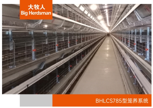 BHLCS785型笼养系统