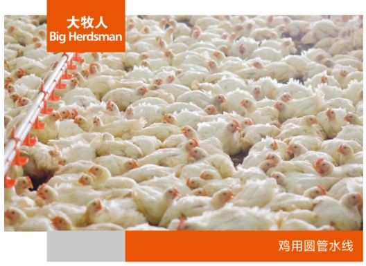 鸡用圆管水线
