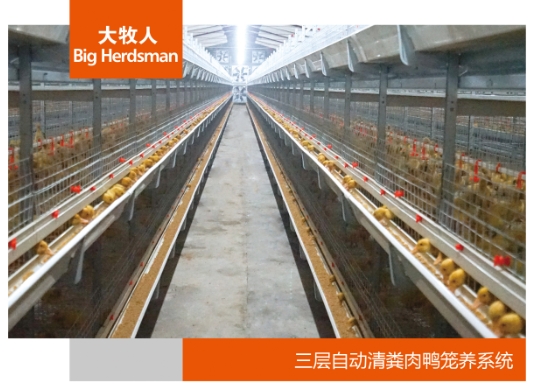 三层自动清粪肉鸭笼养系统