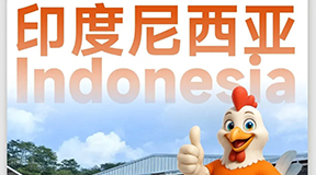 【海外精品】印尼25万羽现代化蛋鸡项目稳步推进