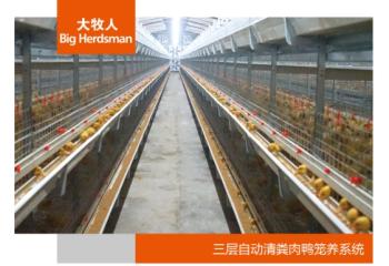 三层自动清粪肉鸭笼养系统